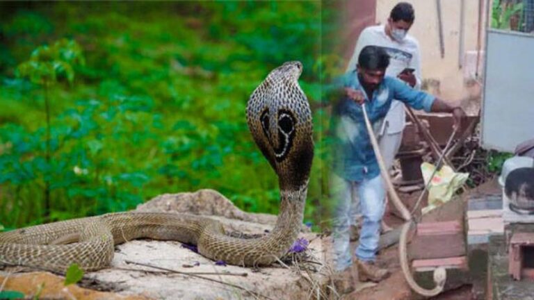 ತಮರಾಕುಲಂನ ಮನೆಯಿಂದ ಏಳು ಅಡಿ ಉದ್ದದ ಬೃಹತ್ ನಾಗರಹಾವು ಸೆರೆ