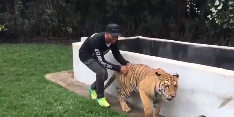 ಫಾರ್ಮುಲಾ ಒನ್ ಚಾಲಕ ಲೂಯಿಸ್ ಹ್ಯಾಮಿಲ್ಟನ್ ಹುಲಿಯನ್ನು ಹೆದರಿಸುವ ವೀಡಿಯೋ ವೈರಲ್