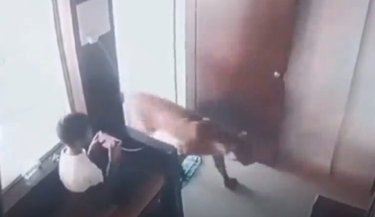 ವೀಡಿಯೋ ನೋಡಿ – 12 ವರ್ಷದ ಬಾಲಕ ಮೊಬೈಲ್ ಗೇಮ್ ಆಡುತ್ತಿದ್ದ ವೇಳೆ ಮನೆಯೊಳಗೆ ನುಗ್ಗಿದ ಚಿರತೆ – ಬಾಗಿಲು ಲಾಕ್ ಮಾಡಿ ಸ್ವಲ್ಪದರಲ್ಲೇ ಪಾರಾದ ಹುಡುಗ